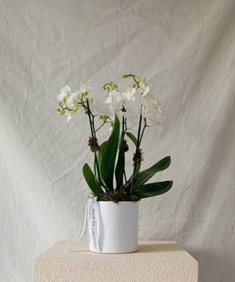 Mini Orquídea en Base de Cerámica, Musgo y Listón.