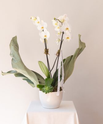ORQUÍDEA HOJAS DE FELICIDAD